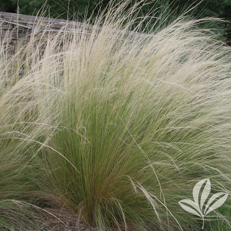 Mexican Feather Grass – Nassella tenuissima – Magnolia Gardens Nursery