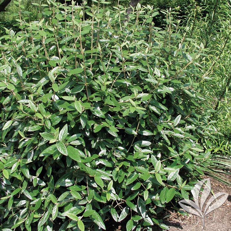 Sandankwa Viburnum – Viburnum suspensum – Magnolia Gardens Nursery