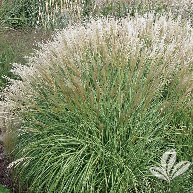 Dwarf Maiden Miscanthus Sinensis ‘yaku Jima Magnolia Gardens Nursery 8786