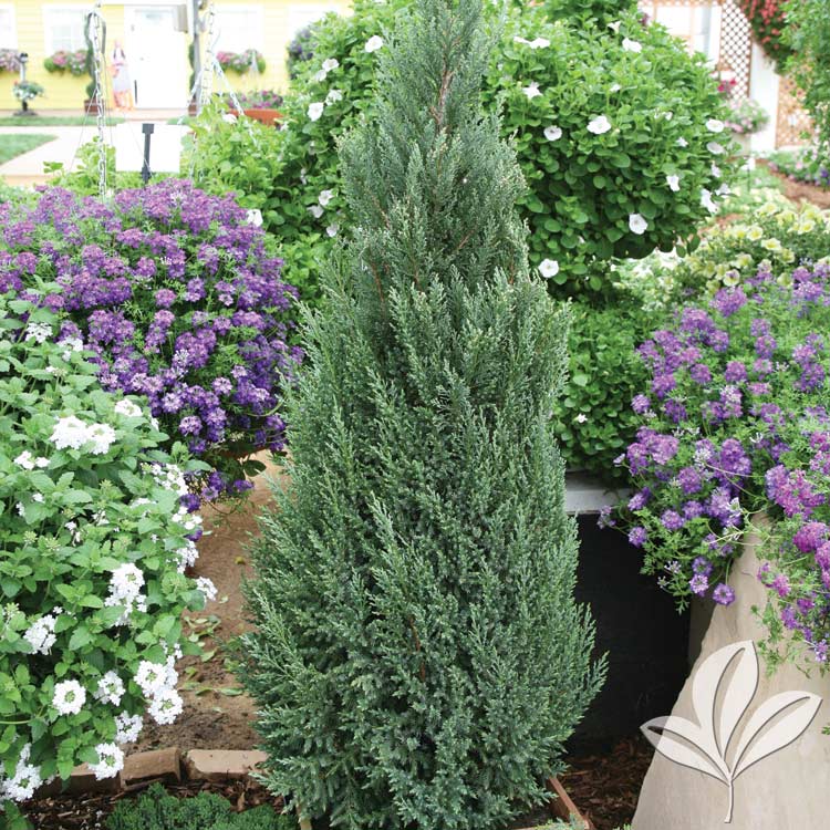 Blue Point Juniper – Juniperus chinensis ‘Blue Point’ – Magnolia ...