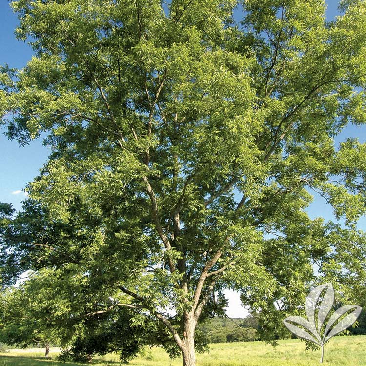 Pecan – Carya Illinoinensis – Magnolia Gardens Nursery