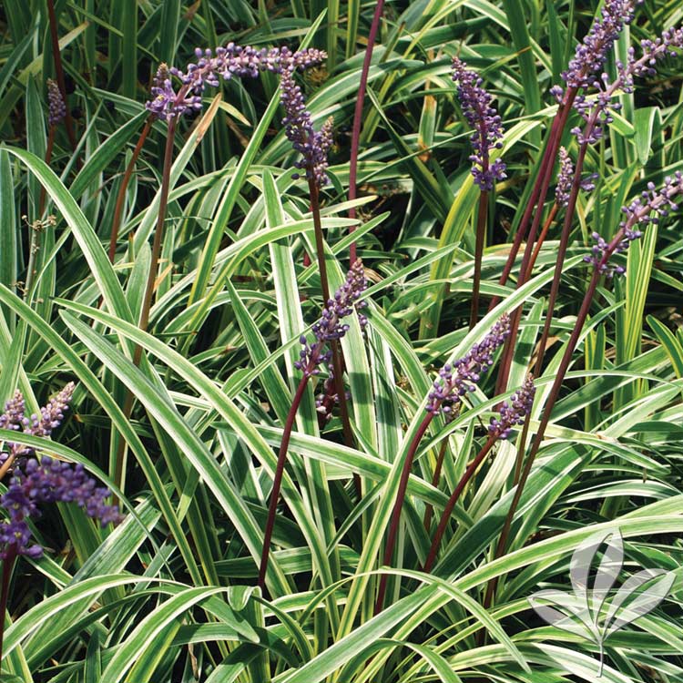 Aztec Grass Liriope Muscari ‘aztec Magnolia Gardens Nursery 4150