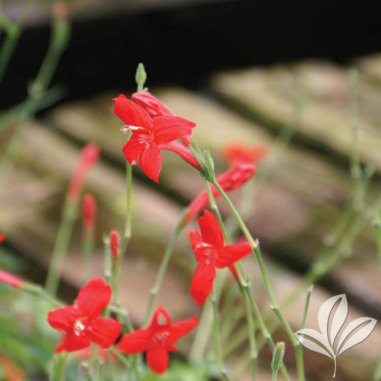 Brazilian Red Petunia – Ruellia elegans – Magnolia Gardens Nursery