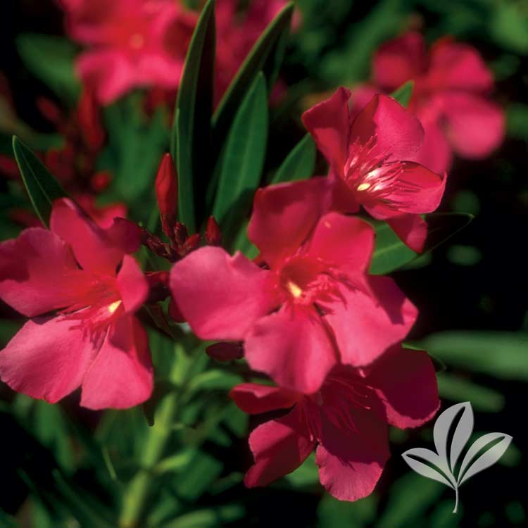 Hardy Red Oleander Nerium Oleander ‘hardy Red Magnolia Gardens Nursery 7023