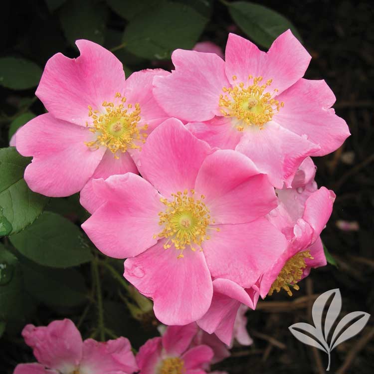 Nearly Wild Rose – Rosa x 'Nearly Wild' - Magnolia Gardens Nursery