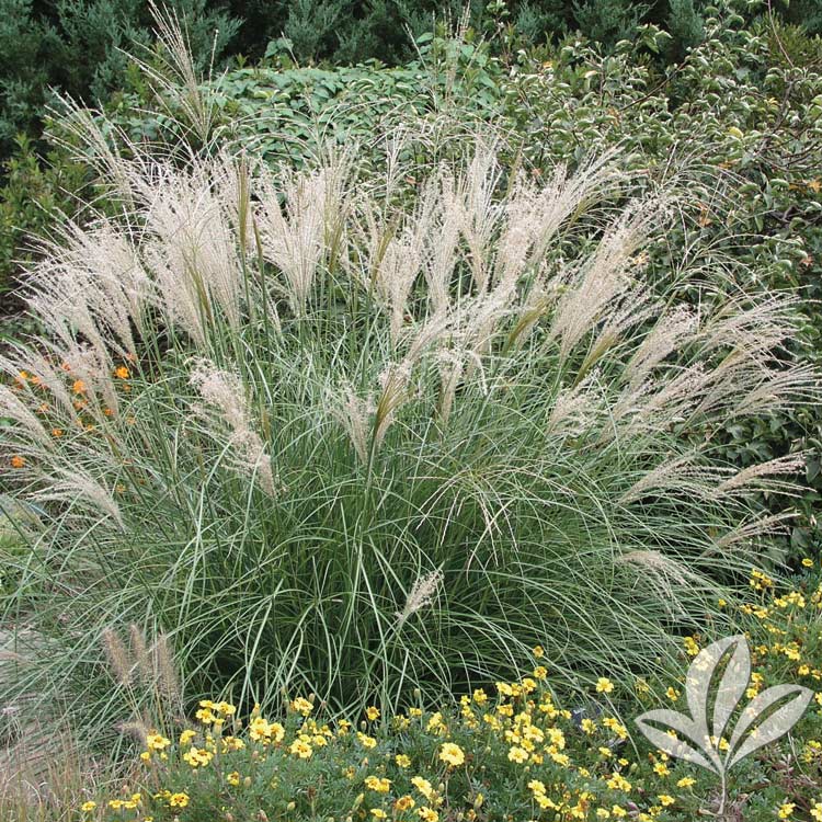 Little Kitten Maiden Grass – Miscanthus sinensis ‘Little Kitten ...