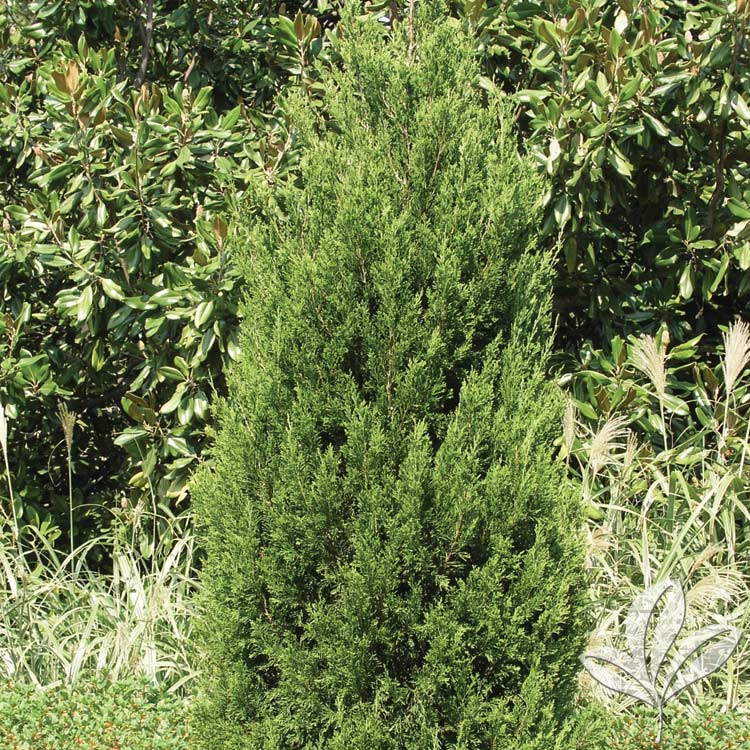 Spartan Juniper – Juniperus chinensis ‘Spartan’ – Magnolia Gardens Nursery