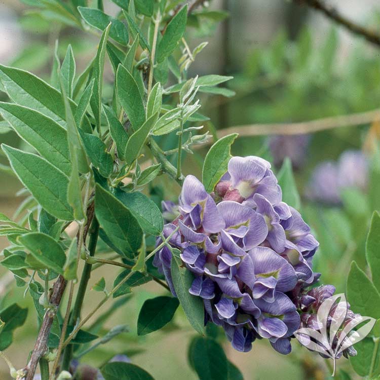 Amethyst Falls Wisteria – Wisteria frutescens ‘Amethyst Falls ...