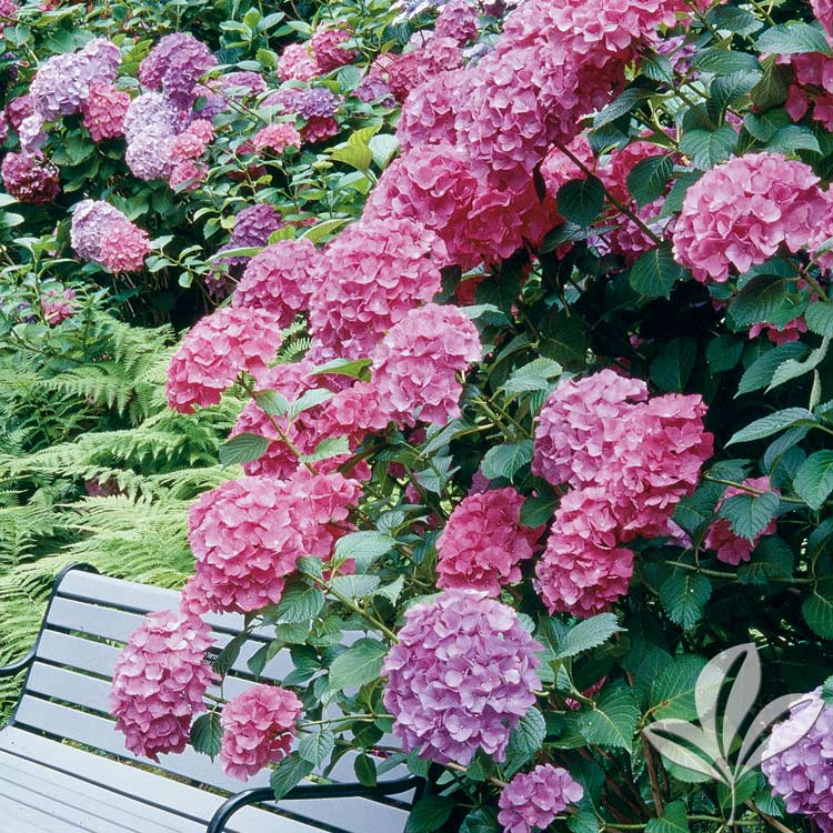 Big Daddy Hydrangea – Hydrangea Macrophylla ‘Big Daddy’ PP#14527 ...