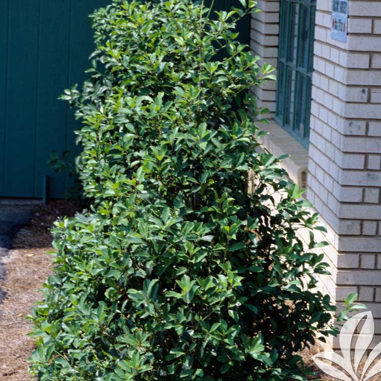 East Palatka Holly – Ilex x attenuata ‘East Palatka’ – Magnolia Gardens ...