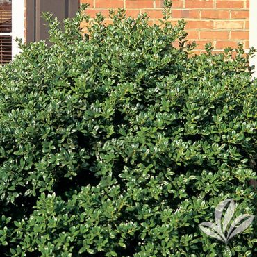 Dwarf Burford Holly – Ilex cornuta ‘Burfordii Nana’ – Magnolia Gardens ...