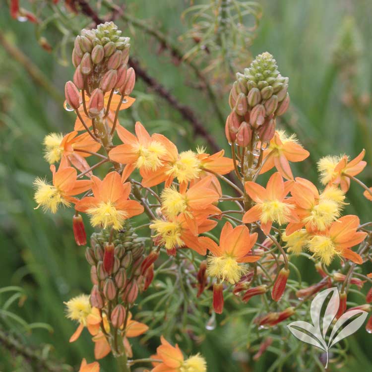 Orange African Bulbine – Bulbine frutescens – Magnolia Gardens Nursery